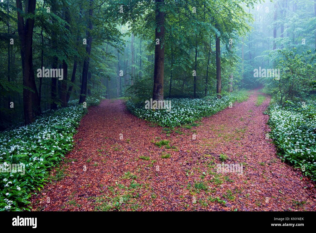 Niebla por la mañana en el bosque de hayas del oso, el ajo, el ajo silvestre, madera o ajo (Allium ursinum ramson) en plena de Bloom en la cuneta - Jura de Franconia, Foto de stock