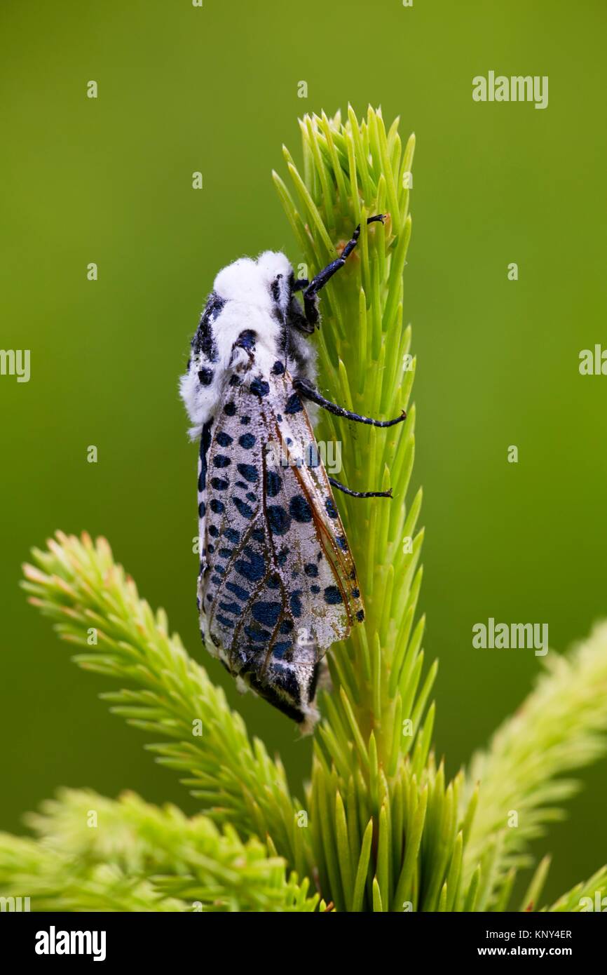 Arcos negro o monja (polilla Lymantria monacha), hembra descansando sobre jóvenes brotan de una pícea - Voivodato de Pomerania Occidental/Polonia Foto de stock