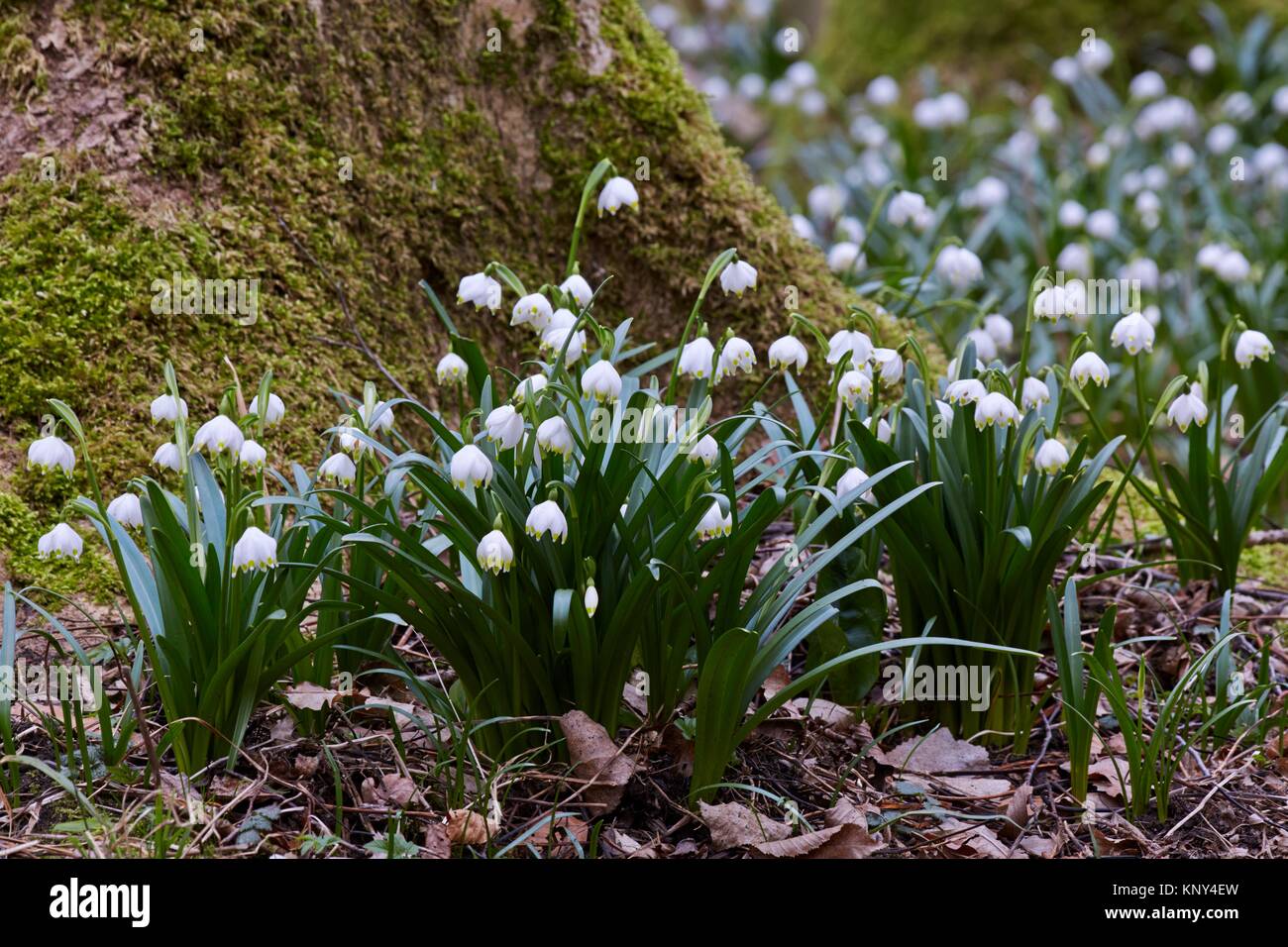 Los copos de nieve de primavera (Leucojum vernum) florece en bosques caducifolios en húmedos y mojados, ricos en nutrientes y moderadamente ácidos y fértiles suelos arcillosos - Foto de stock