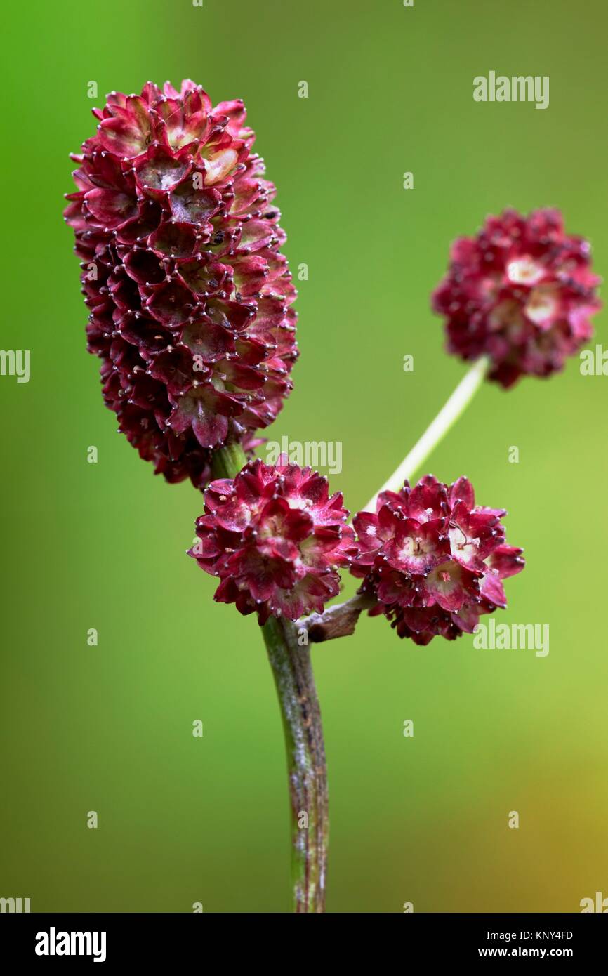 Inflorescencia de gran Burnett (Sanguisorba officinalis) creciendo en un prado húmedo - Baviera/Alemania. Foto de stock