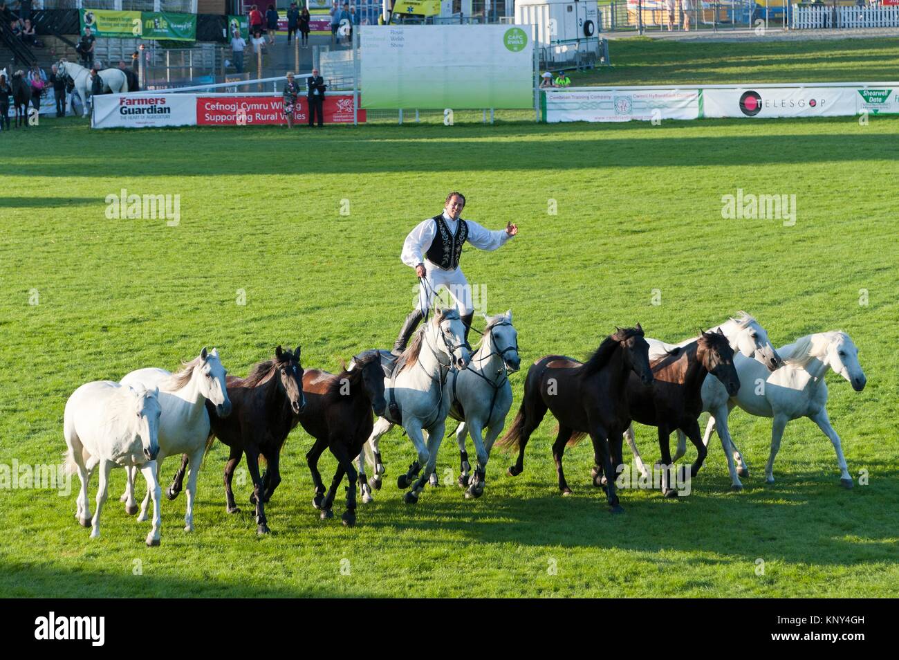 Lorenzo Horse Show en el Royal Welsh Show, Llanelwedd, Powys, Gales, Reino Unido. Foto de stock