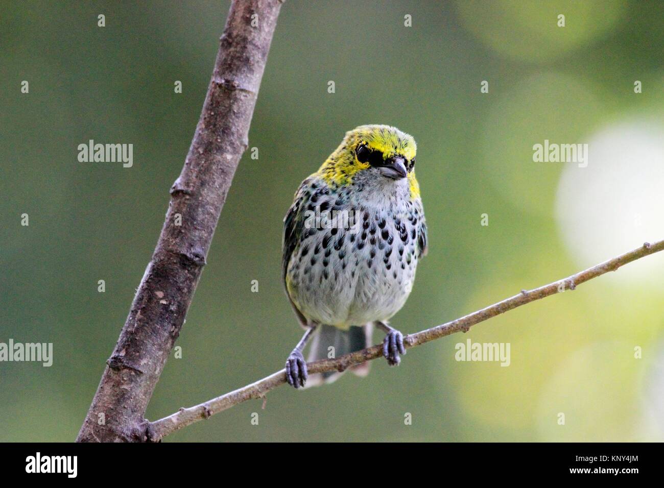 Moteado, Tangara tangara guttata, juveniles, encaramado en una rama en la Selva, Altos Mirandinos Venezuela Foto de stock