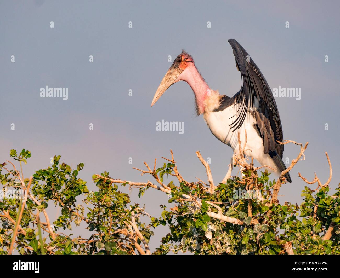 Botswana. Marabou Stork. Foto de stock