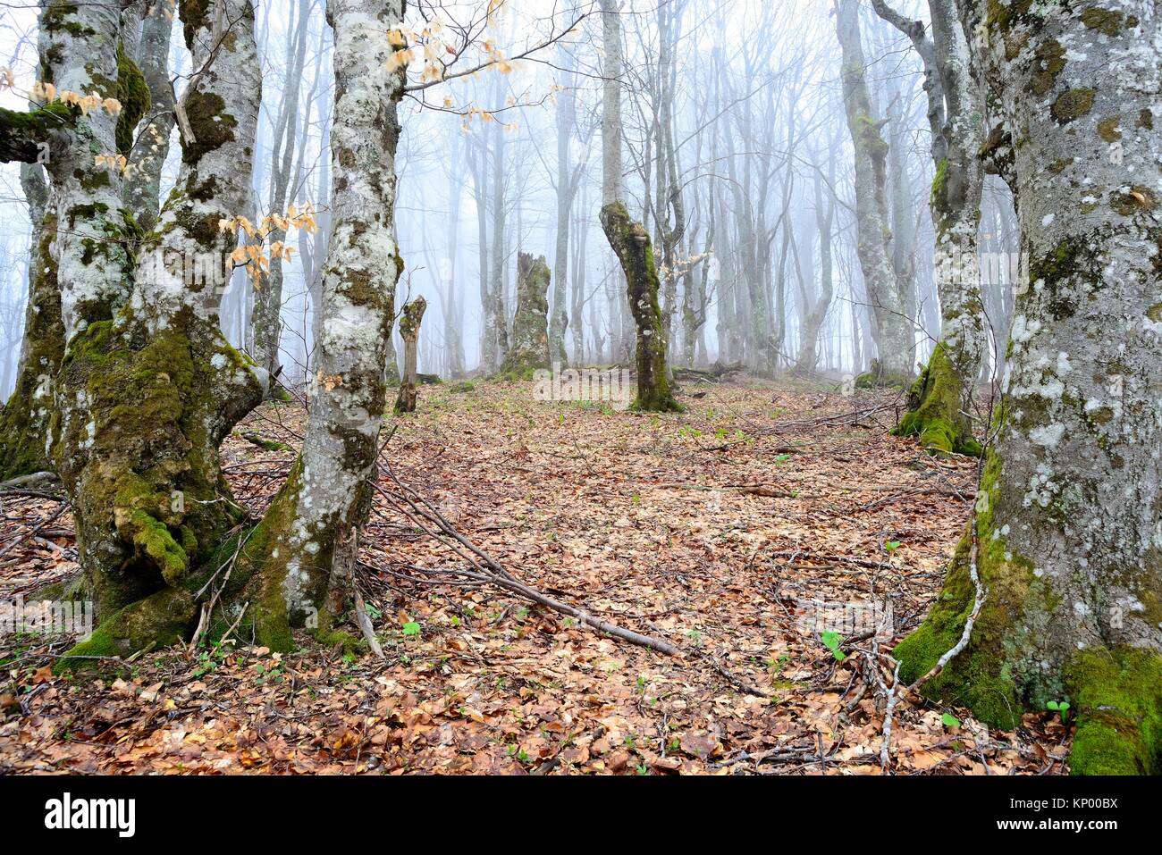 Madera de caducifolios en Bijele Bjeslanica Vode, montañas, Bosnia y Herzegovina Foto de stock