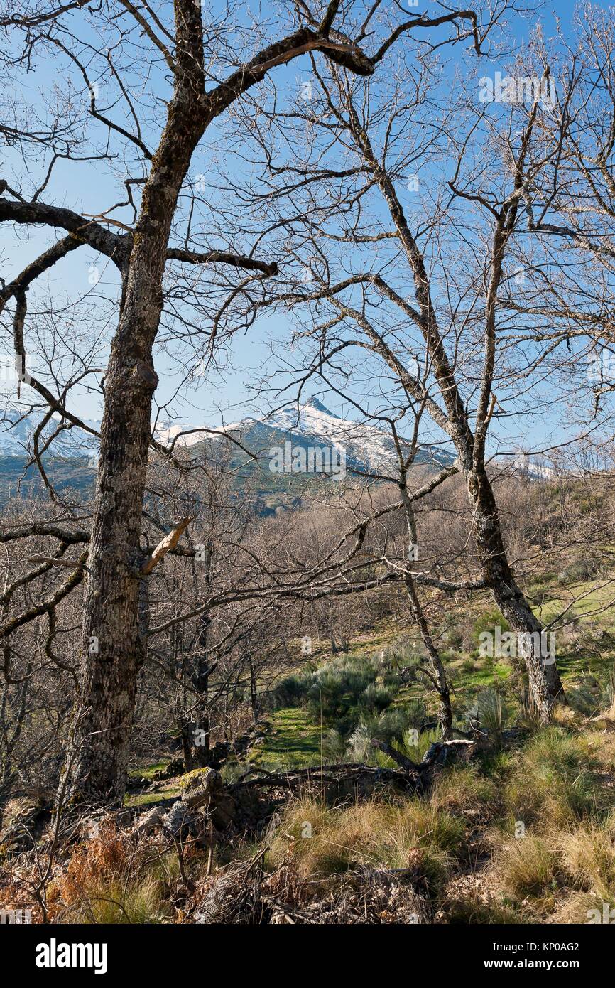 Sierra de los Cabezos. Serranillos. Ávila. Castilla Leon. España. Europa. Foto de stock