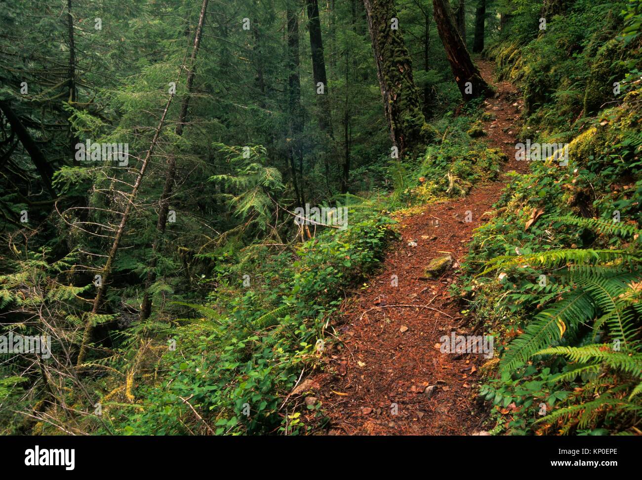 Parker Falls Trail, Umpqua National Forest, Oregon. Foto de stock