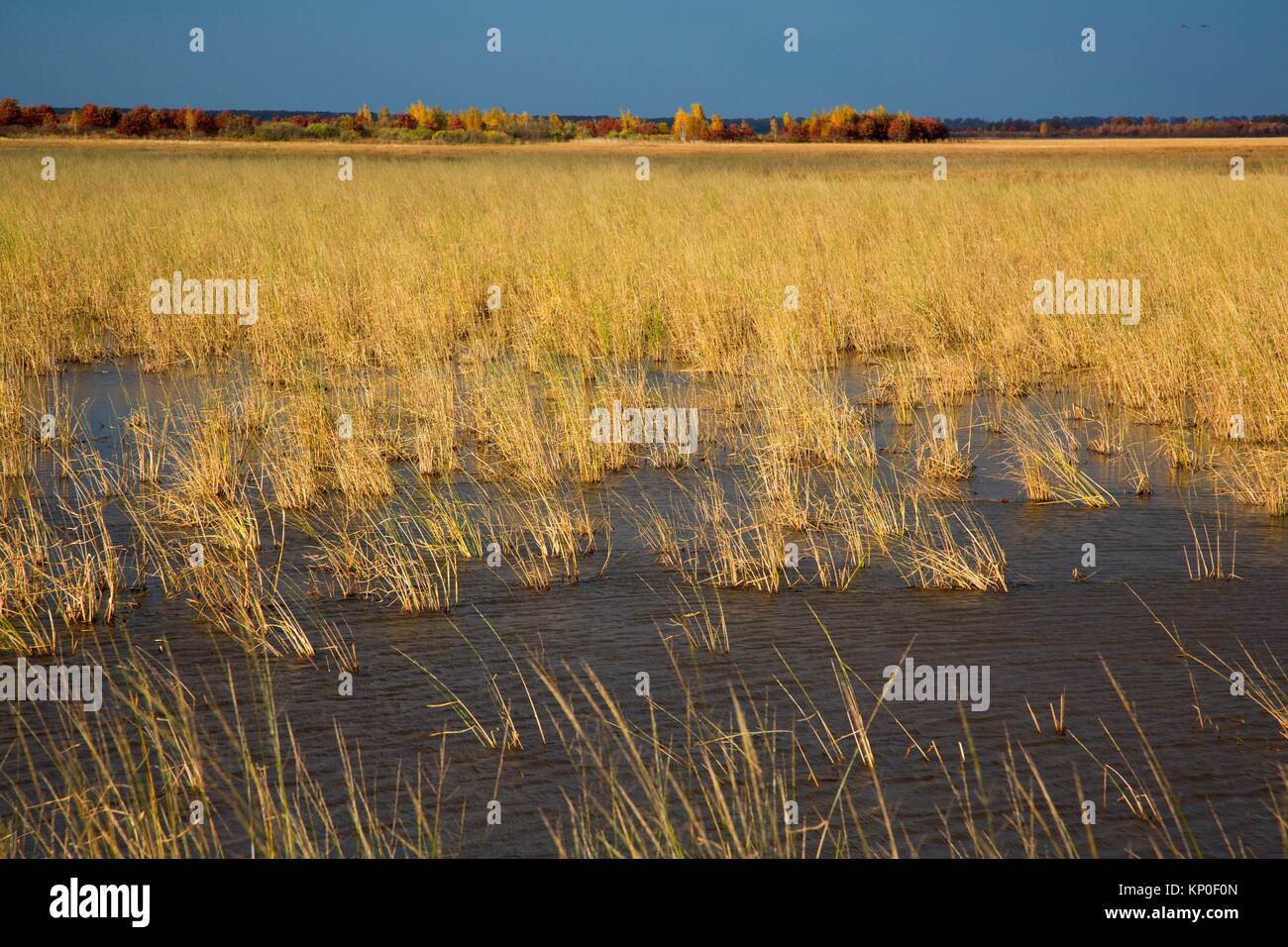La hierba húmeda, Crex Meadows Wildlife Area, Wisconsin. Foto de stock