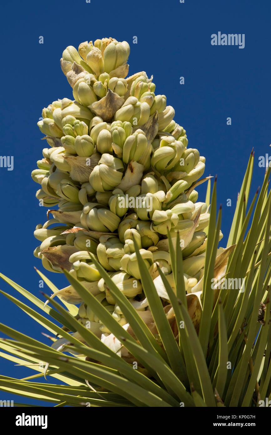 Joshua Tree (Yucca brevifolia) flores, el Parque Nacional Joshua Tree, California. Foto de stock