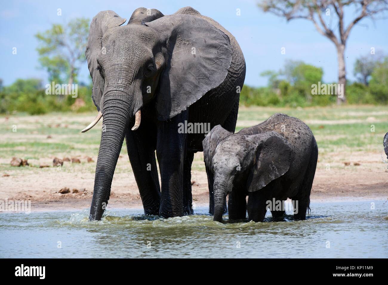 La madre y la pantorrilla del elefante africano (Loxodonta africana), bebiendo en una watehole. El Parque Nacional de Hwange (Zimbabwe). Foto de stock
