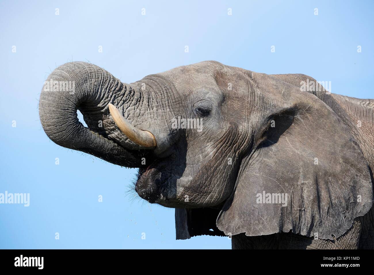 Retrato del elefante africano (Loxodonta africana), bebiendo en una watehole. El Parque Nacional de Hwange (Zimbabwe). Foto de stock