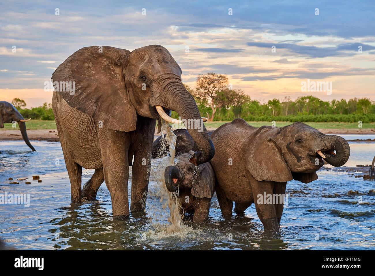 Grupo de elefante africano (Loxodonta africana), bebiendo en una watehole. La madre y el ternero, el Parque Nacional de Hwange (Zimbabwe). Foto de stock
