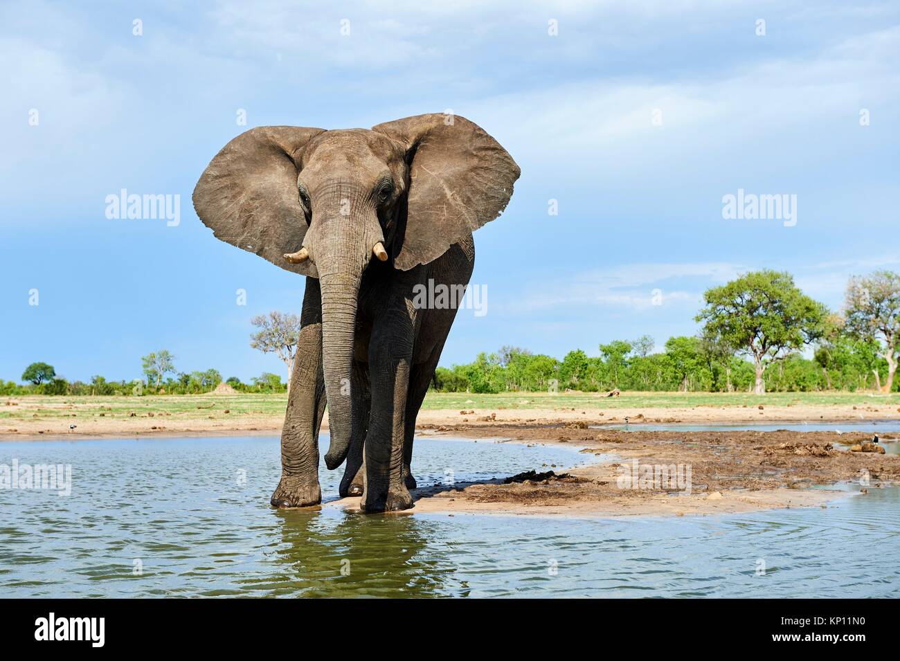 Elefante africano (Loxodonta africana), bebiendo en una watehole. El Parque Nacional de Hwange (Zimbabwe). Foto de stock
