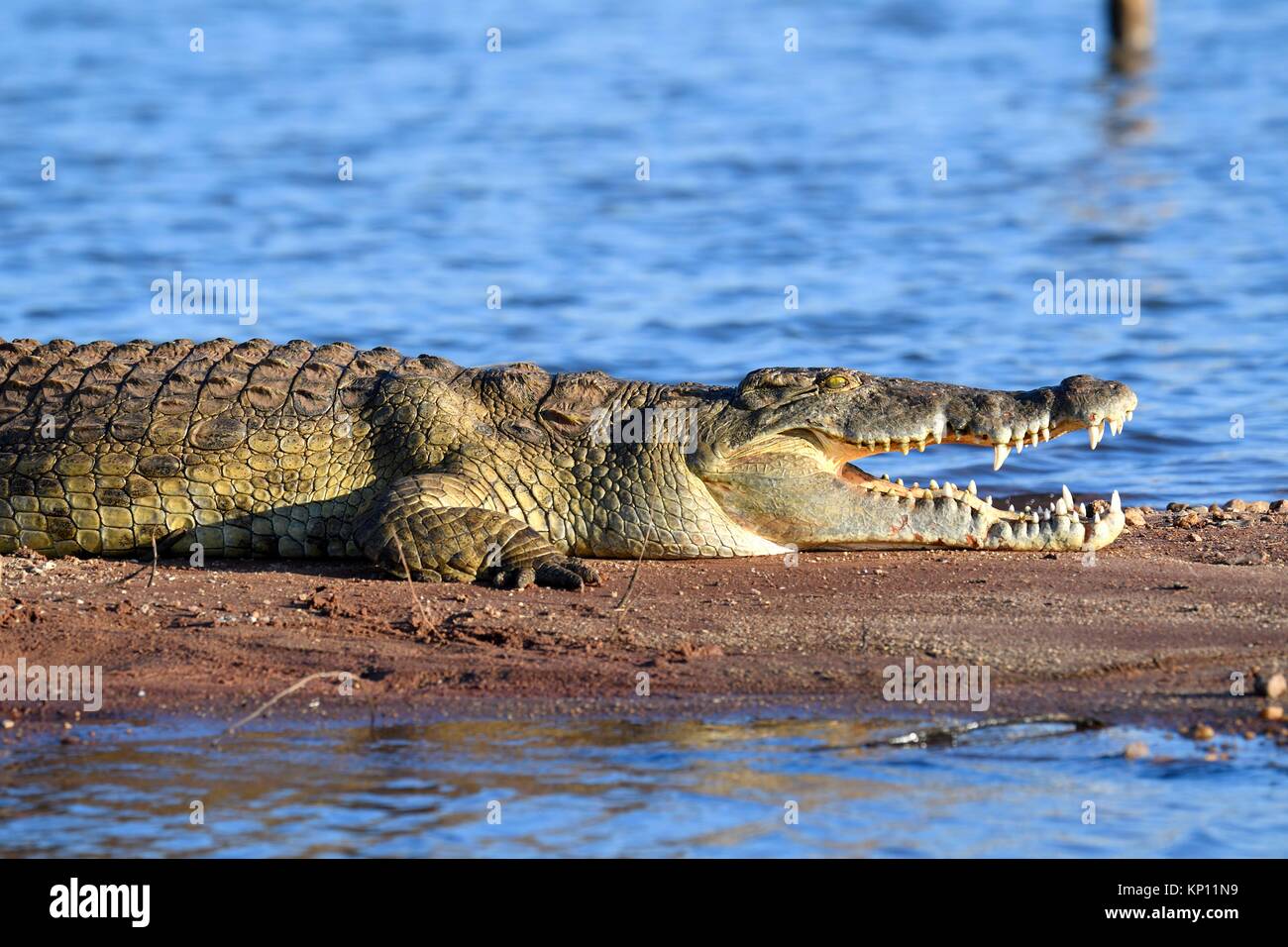 El cocodrilo del Nilo (Crocodylus niloticus) descansando en las orillas del lago Kariba con su quijada abierta. Parque Nacional de Matusadona, Zimbabwe. Foto de stock