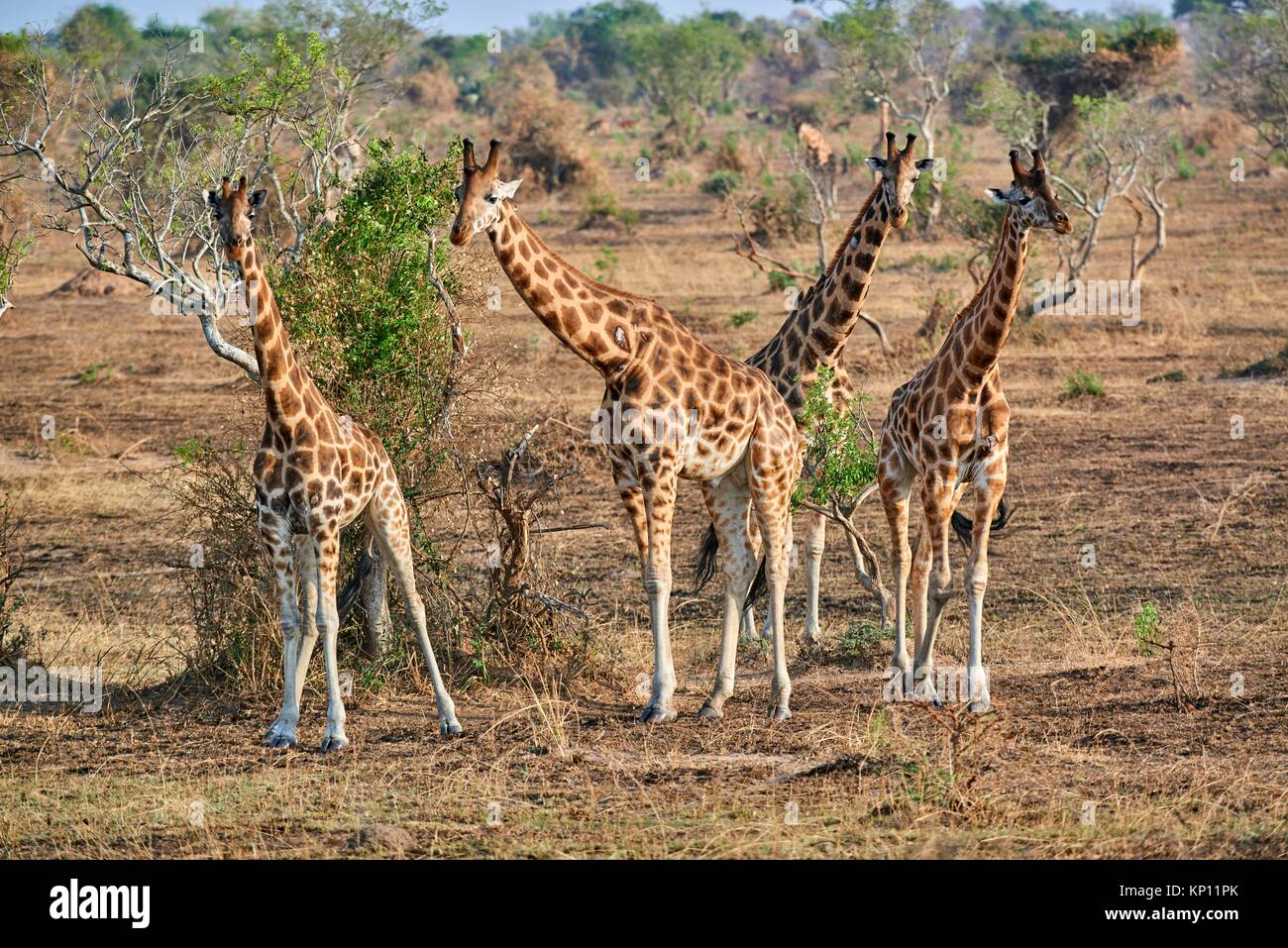 Jirafa de Rothschild (Giraffa camelopardalis rothschildi) en el Parque Nacional Cataratas Murchisson, Uganda. Foto de stock