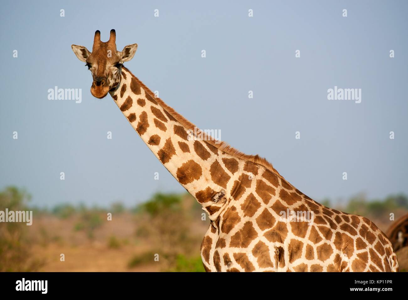 Jirafa de Rothschild (Giraffa camelopardalis rothschildi) retrato de Murchisson Falls, Parque Nacional de Uganda. Foto de stock