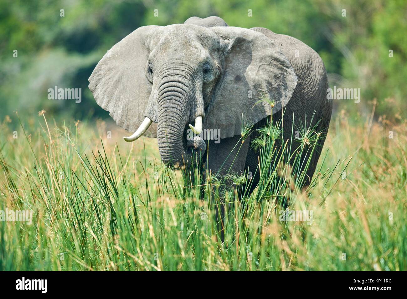 Elefante africano (Loxodonta africana), alimentarse de la vegetación. Murchisson Falls, Parque Nacional de Uganda. Foto de stock