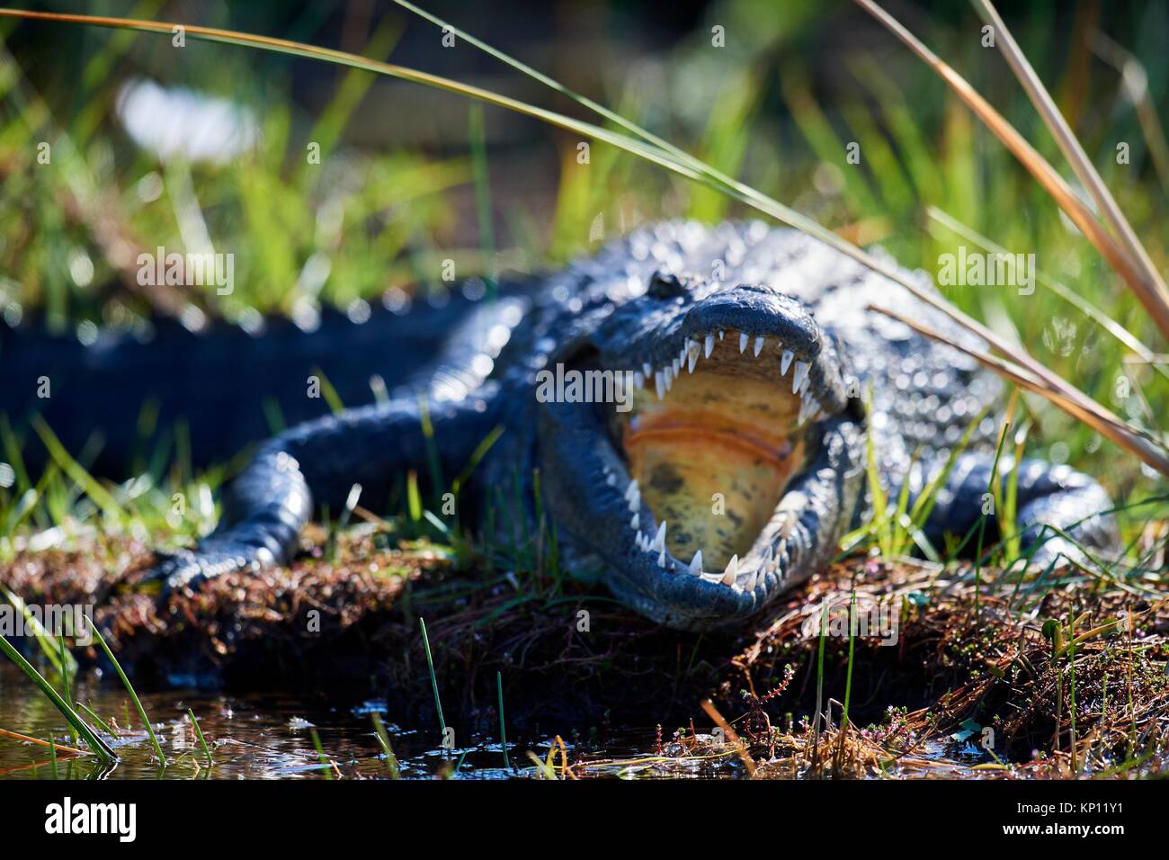El cocodrilo del Nilo (Crocodylus niloticus) descansando con la boca abierta para regular la temperatura del cuerpo. Moremi Parque Nacional del delta del Okavango, Botswana, Sur Foto de stock