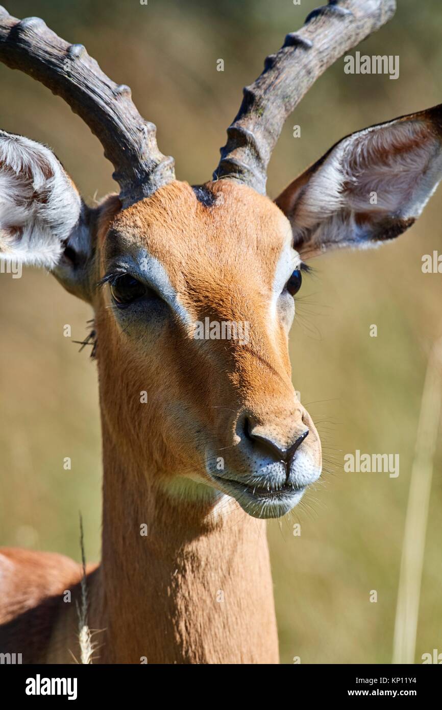 Impala macho vertical (Aepyceros melampus). Moremi Parque Nacional del delta del Okavango, Botswana, África del Sur. Foto de stock
