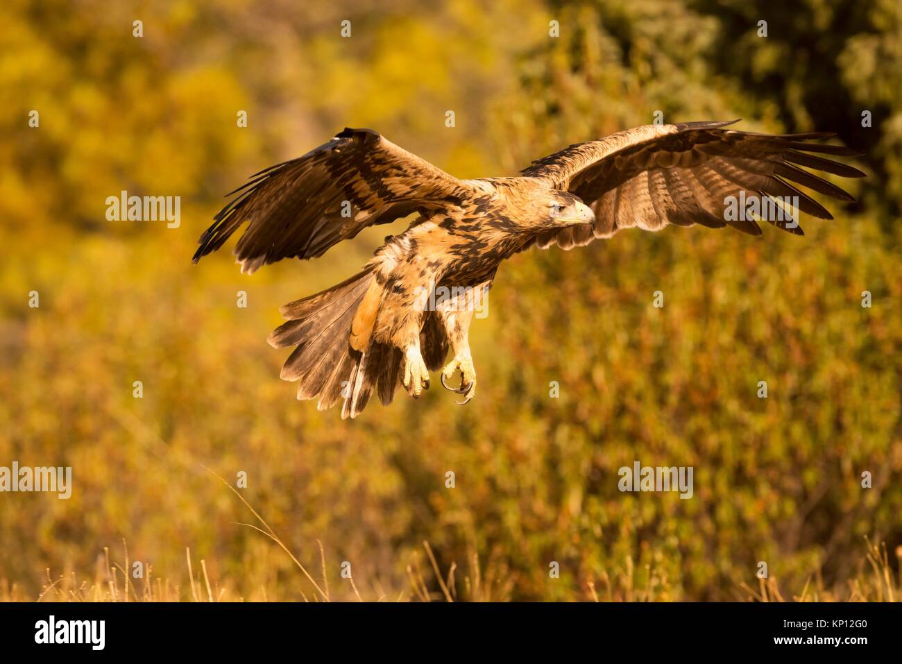 Águila imperial (Aquila adalberti), fotografiado en la Sierra de  Guadarrama. Madrid. España Fotografía de stock - Alamy