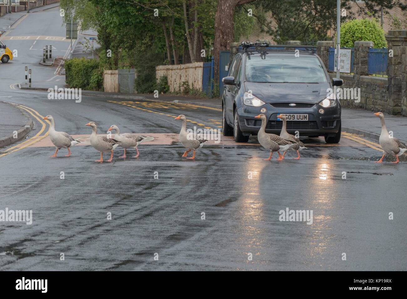 Pandilla de los gansos de aguantar el tráfico que cruza la calle en faros reflejado en un día lluvioso en Caerphilly, Gales, Reino Unido. Foto de stock
