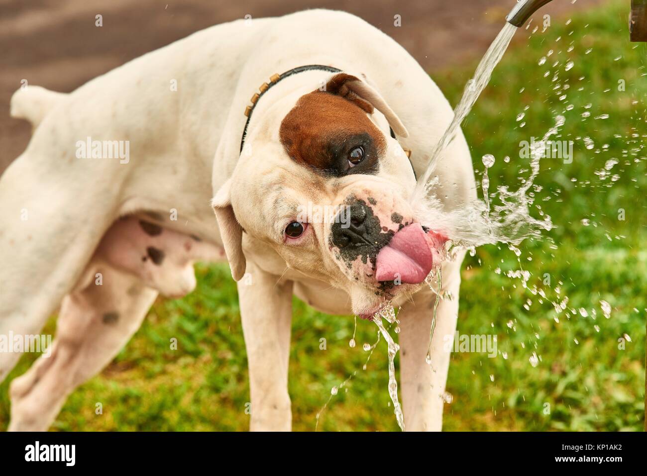 Boxer blanco Cachorro de agua potable Fotografía de stock - Alamy