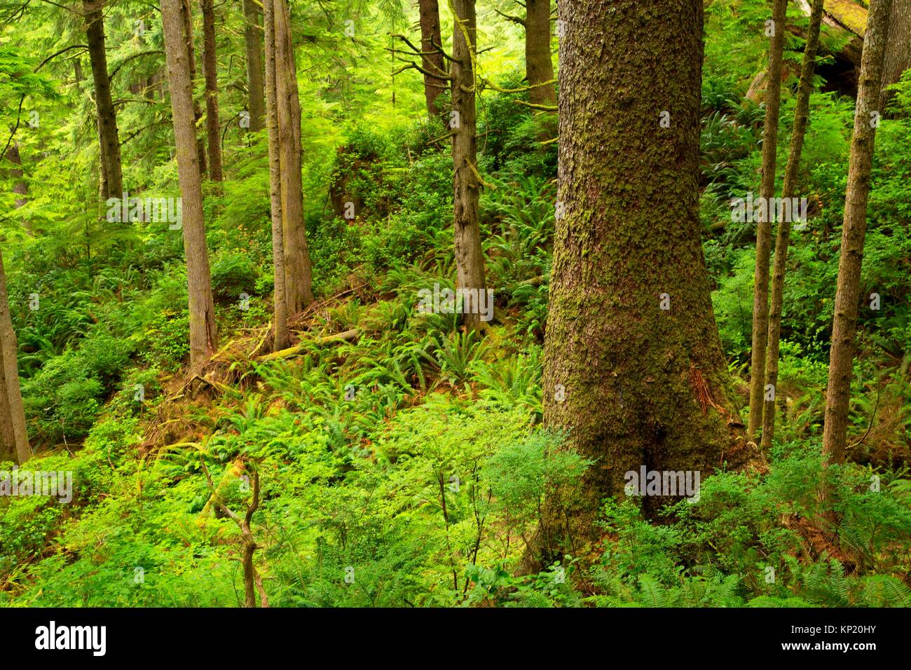 La picea de Sitka (Picea sitchensis) bosque a lo largo de la costa de Oregon Trail, Ecola State Park, en el estado de Oregon. Foto de stock