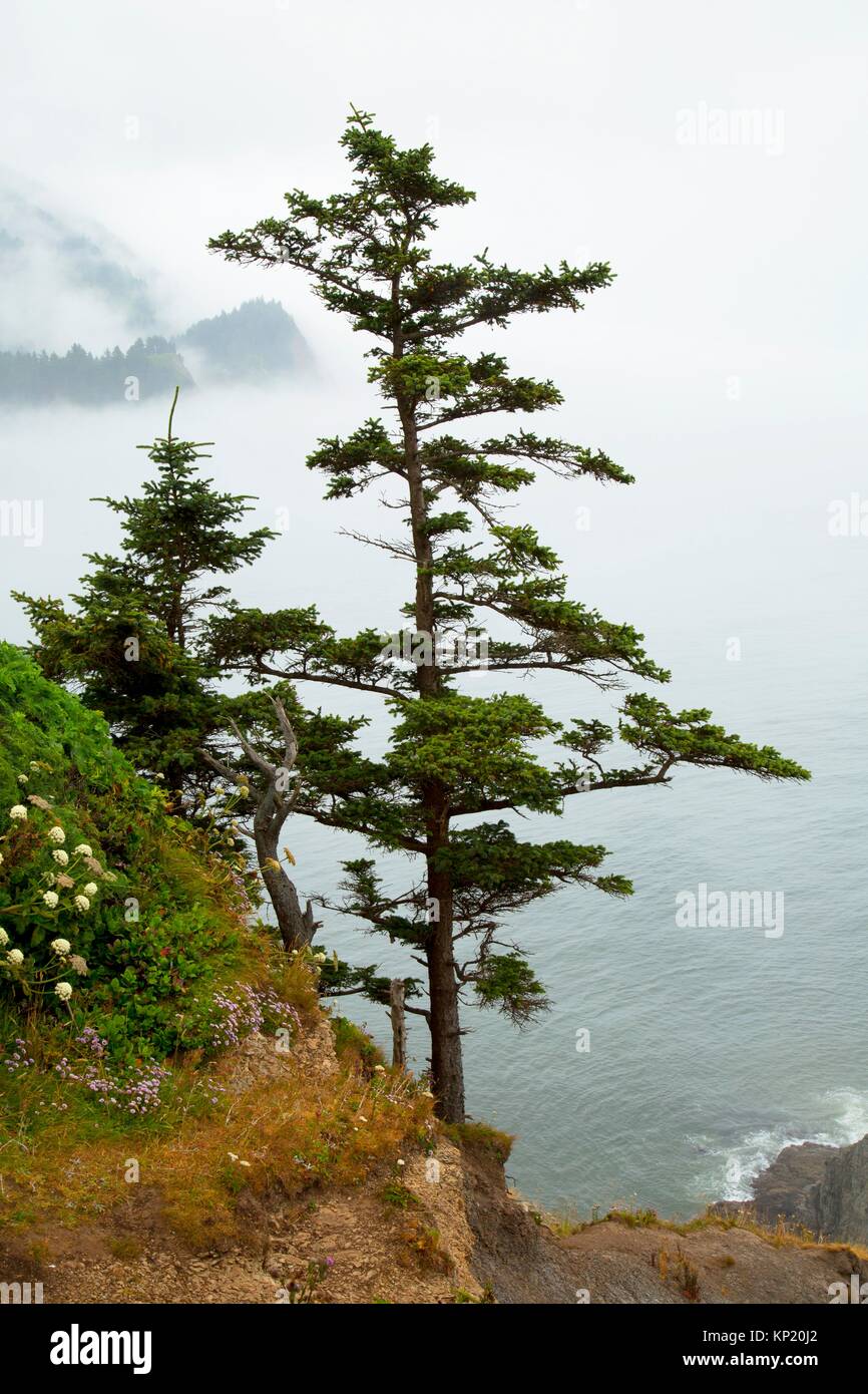 Vista de la costa a través de la picea de Sitka (Picea sitchensis) desde Cape Falcon Trail, Oswald West State Park, en el estado de Oregon. Foto de stock