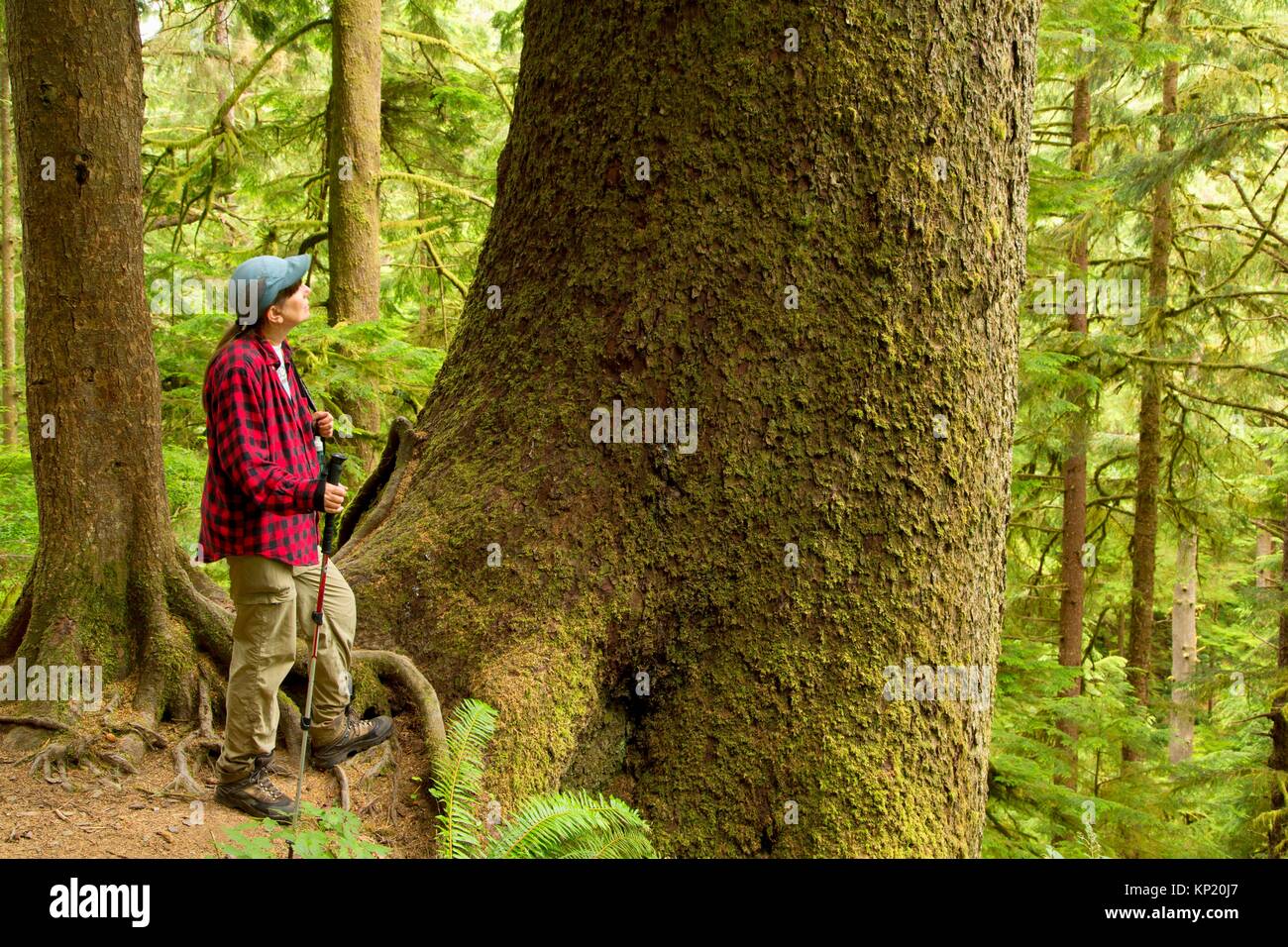 La picea de Sitka (Picea sitchensis) bosque a lo largo de Cape Falcon Trail (Oregon Coast Trail), Oswald West State Park, en el estado de Oregon. Foto de stock