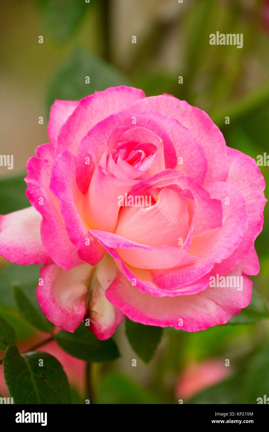 Beso de deseo de rosa, rosas, reliquia de san Pablo, en el estado de Oregon. Foto de stock