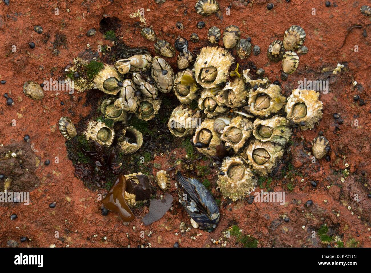 Acorn y percebes, cuello de cisne Yachats State Park, en el estado de Oregon. Foto de stock