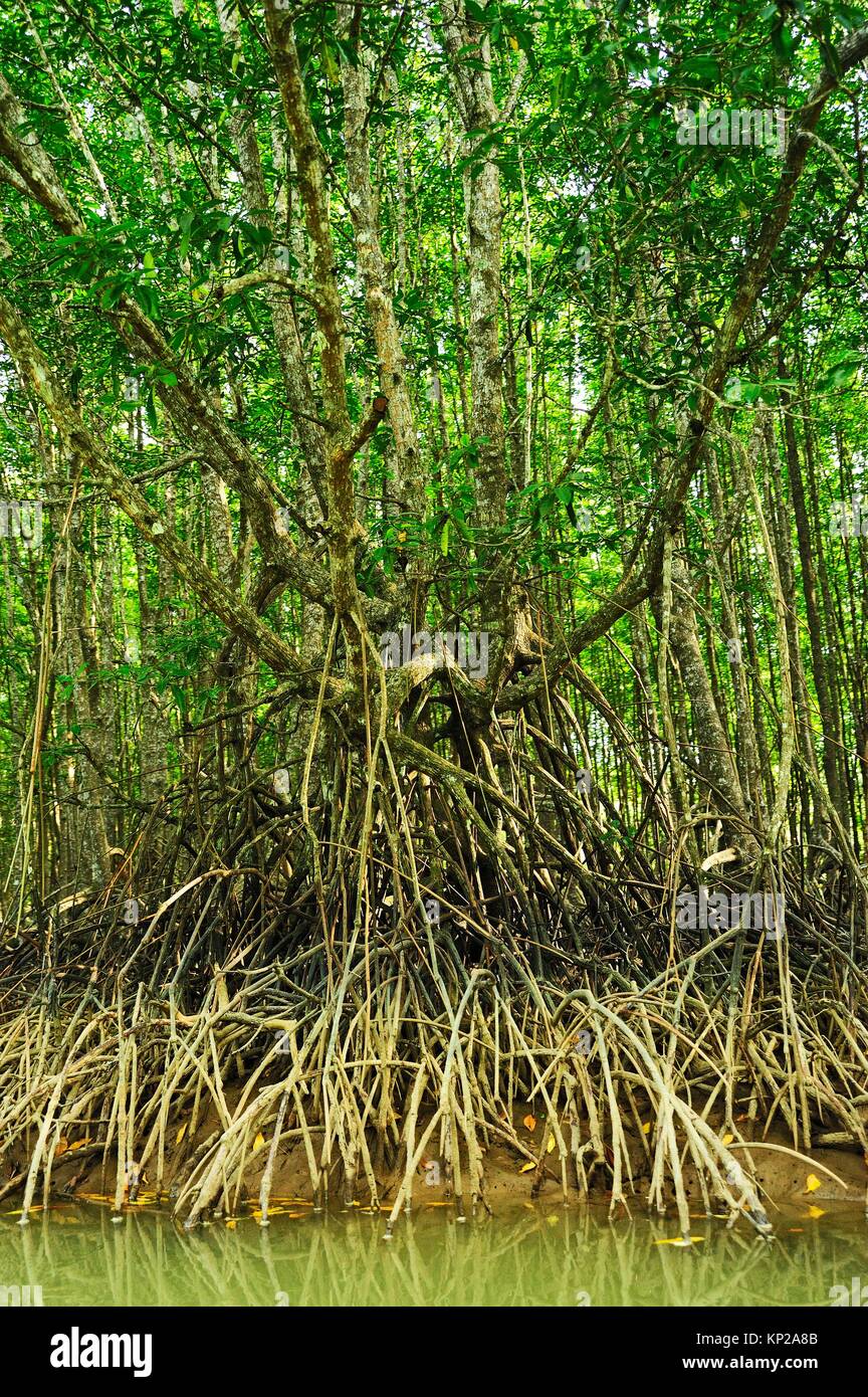 Los manglares, Río de Krabi, Krabi, Tailandia. Foto de stock