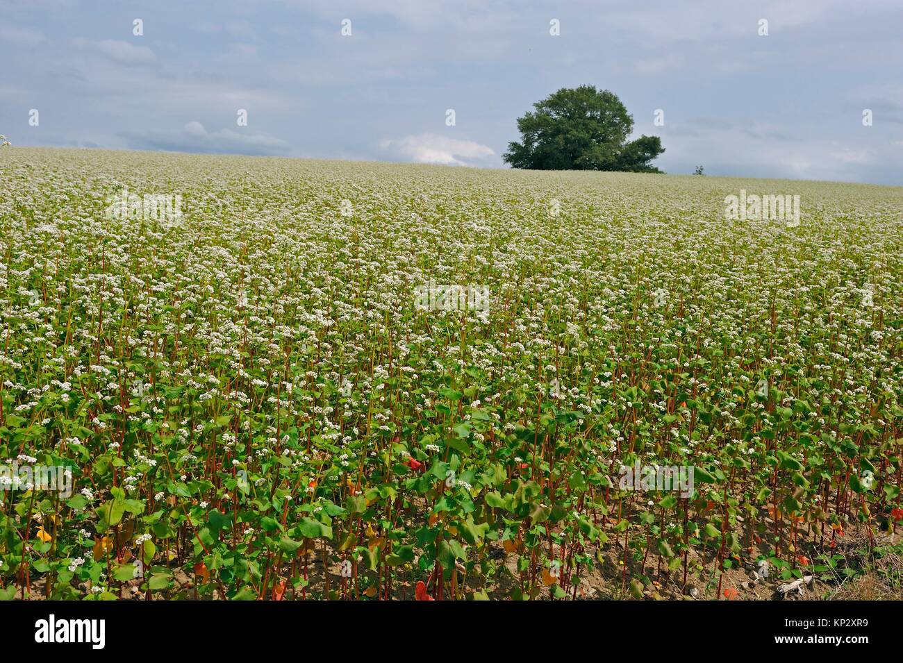 Floreciente campo de trigo sarraceno, Puy-de-Dome, departamento Auvergne-Rhone-Alpes, Francia, Europa. Foto de stock