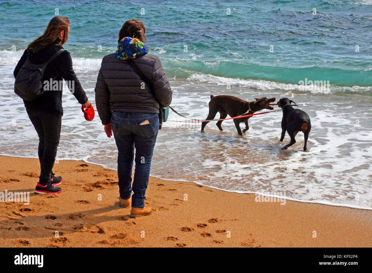 Perros en la playa, en Calella de Palafrugell, Costa Brava, Cataluña,  España Fotografía de stock - Alamy