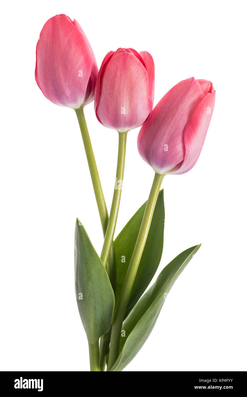 Flores de tulipanes fotografías e imágenes de alta resolución - Alamy