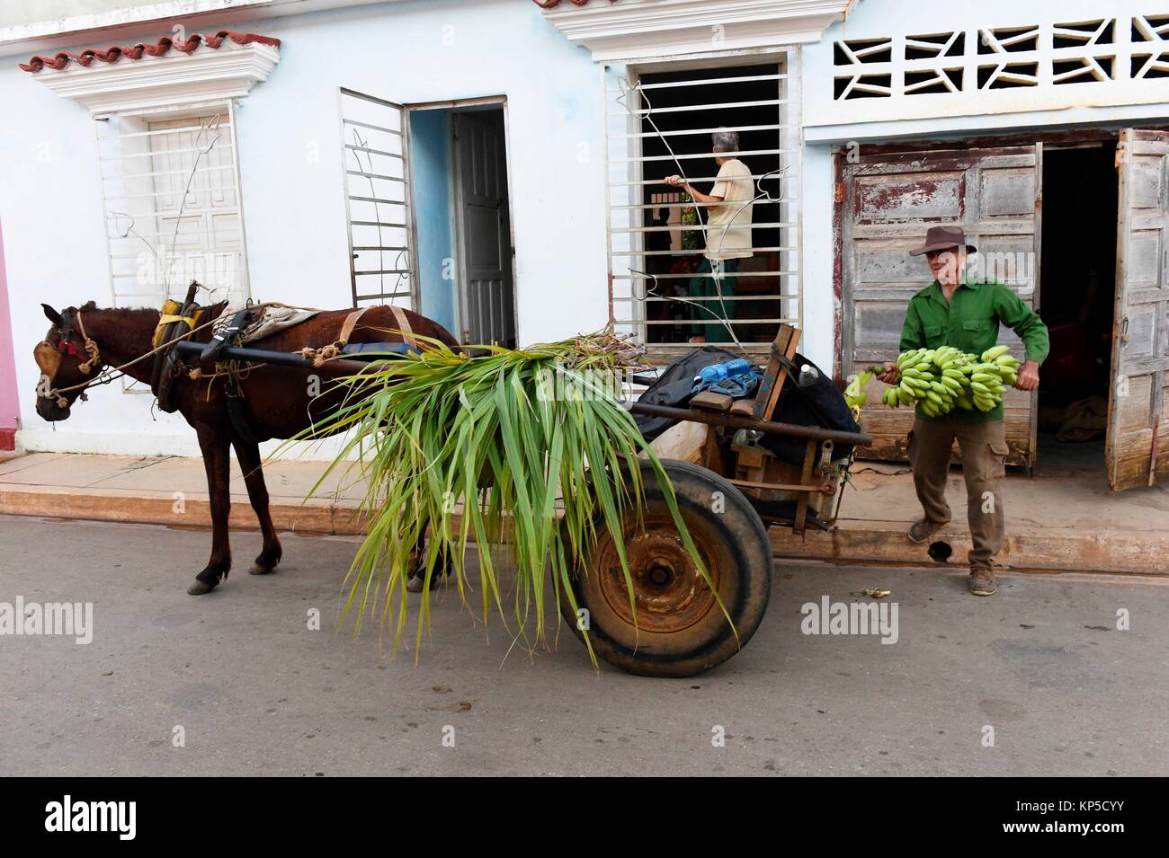 Hombre transportar bananos en un carro de caballos, Remedios, Cuba. Foto de stock