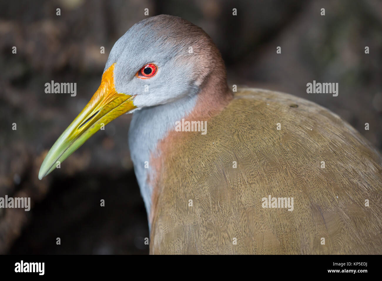 Retrato de aves Woodrail gigante Foto de stock