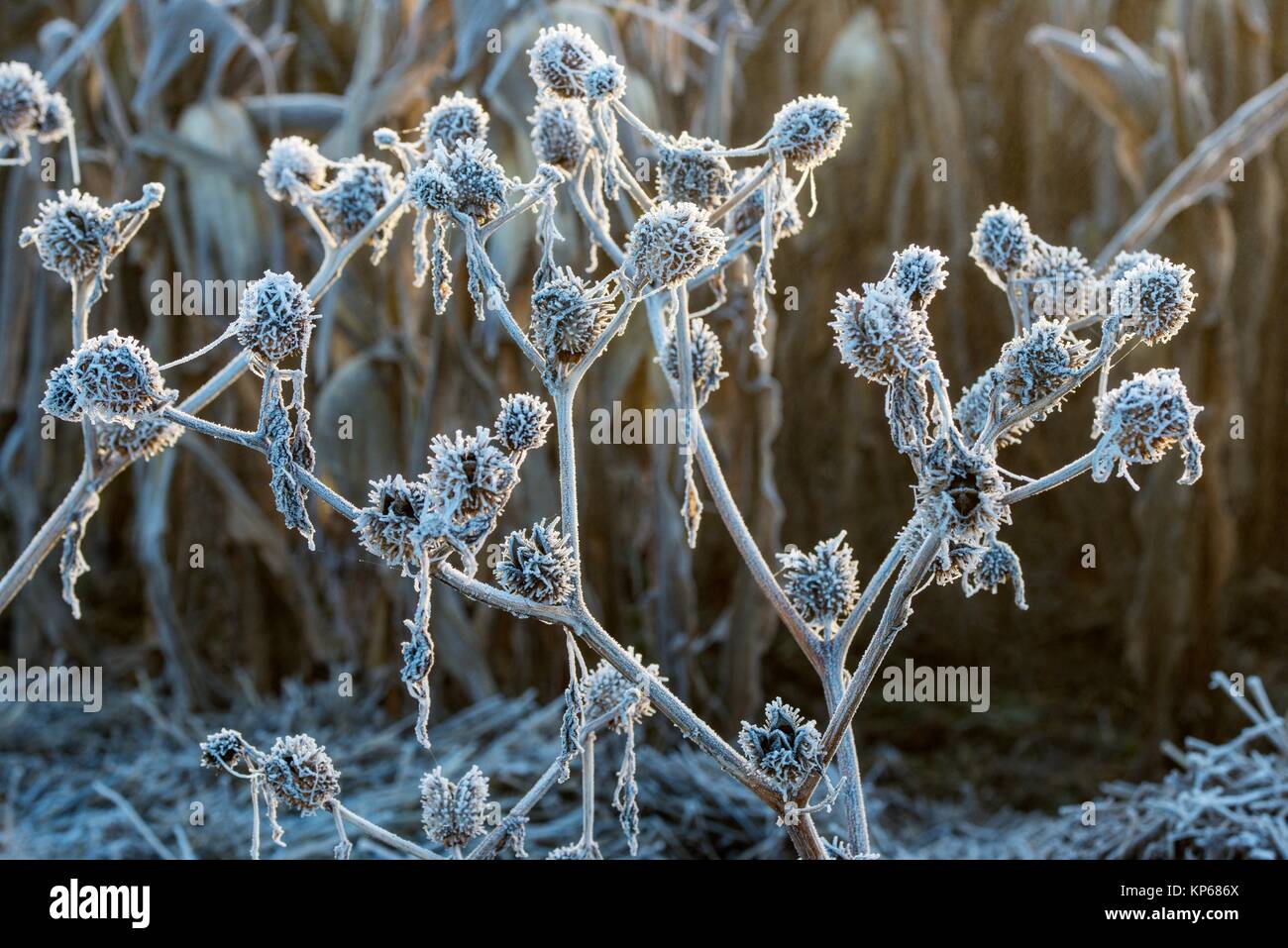 Campo de maíz congelado fotografías e imágenes de alta resolución - Alamy