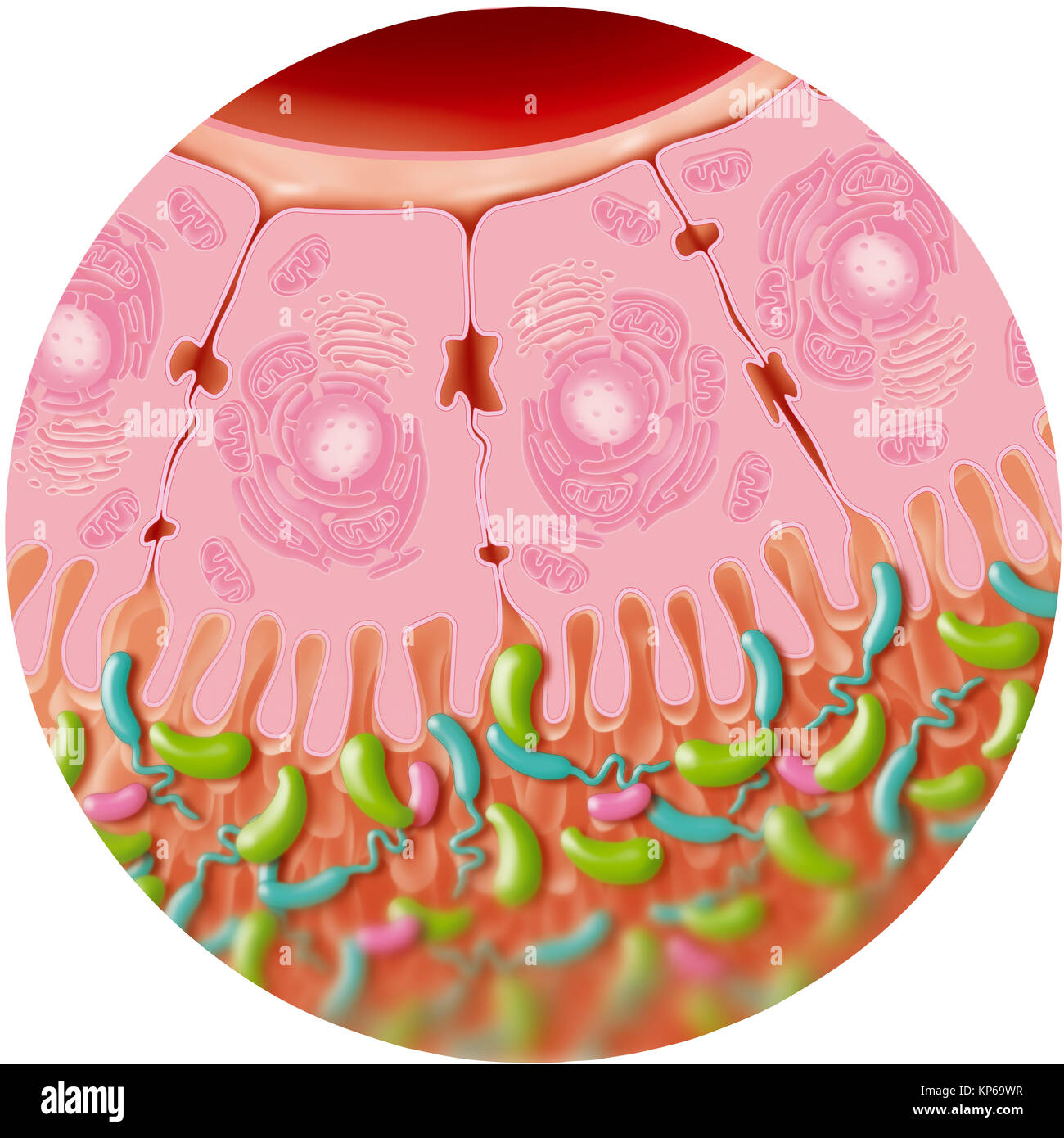 Las bacterias intestinales, dibujo Foto de stock