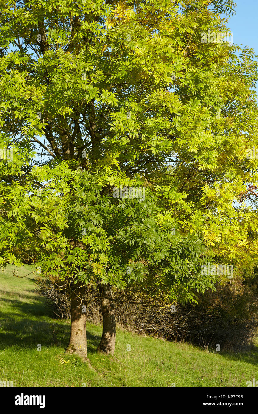 Autumnally árbol con hojas verdes y amarillas Fotografía de stock Alamy