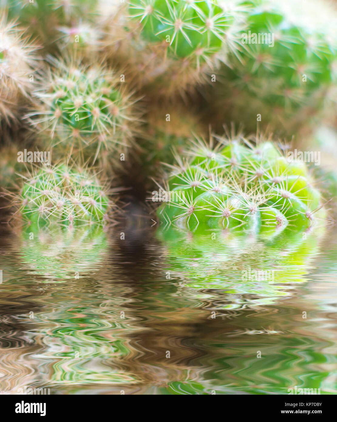 Cerca de cactus verde natural de fondo abstracto Foto de stock
