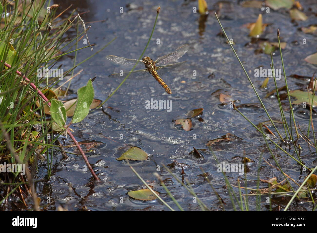 Orthetrum coerulescens, Keeled Skimmer Libélula hembra hoving sobre Bog agua. En el Reino Unido de Gran Bretaña en Kent Foto de stock