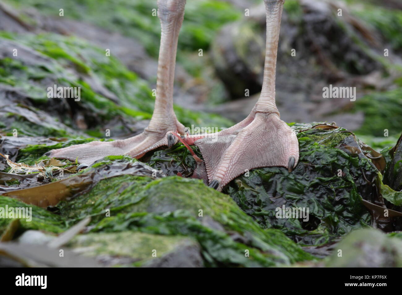 Larus argentatus, gaviota argéntea, pájaros jóvenes pies, mostrando los webbs entre los dedos de los pies, las gaviotas. Foto de stock