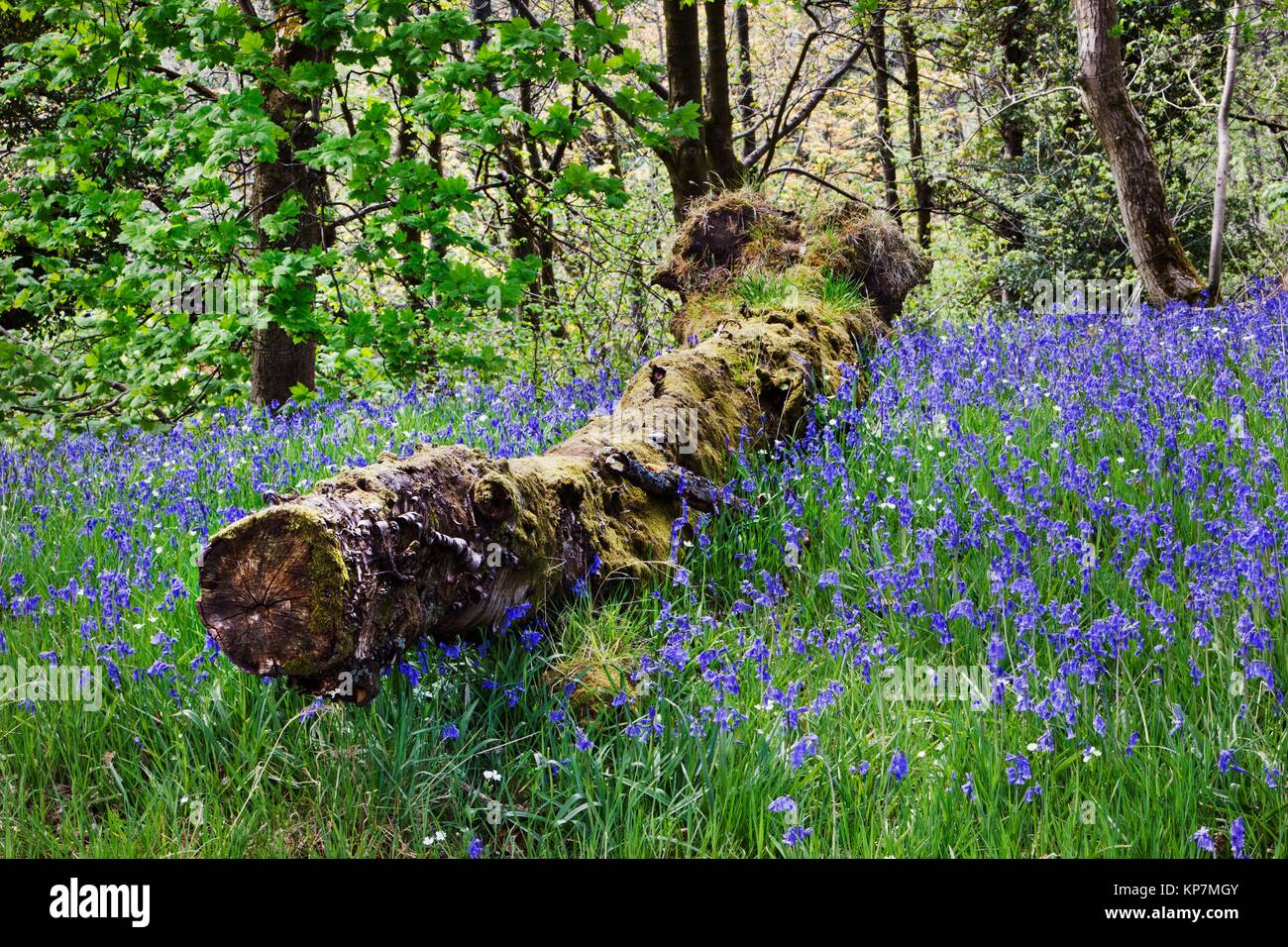 Flor silvestre campanillas (Hyacinthoides non-scripta) creciendo alrededor del árbol caído podridos. El norte de Lancashire. UK Foto de stock