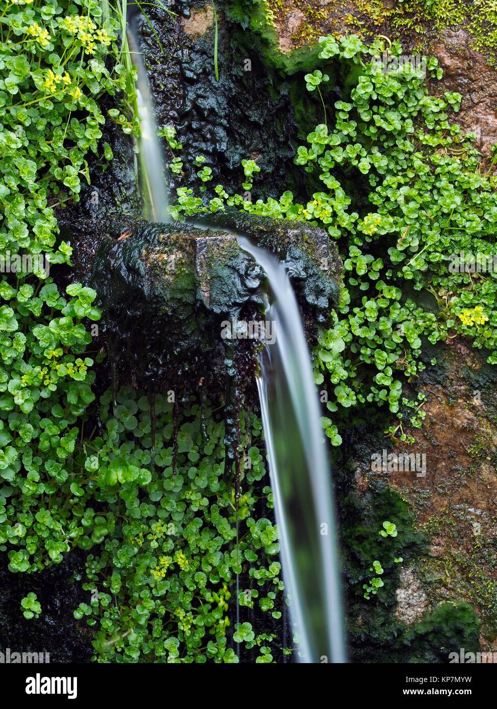 Detalle de Coll de Te de Trevi. El Parque Natural del Montseny. La  provincia de Barcelona, Cataluña, España Fotografía de stock - Alamy