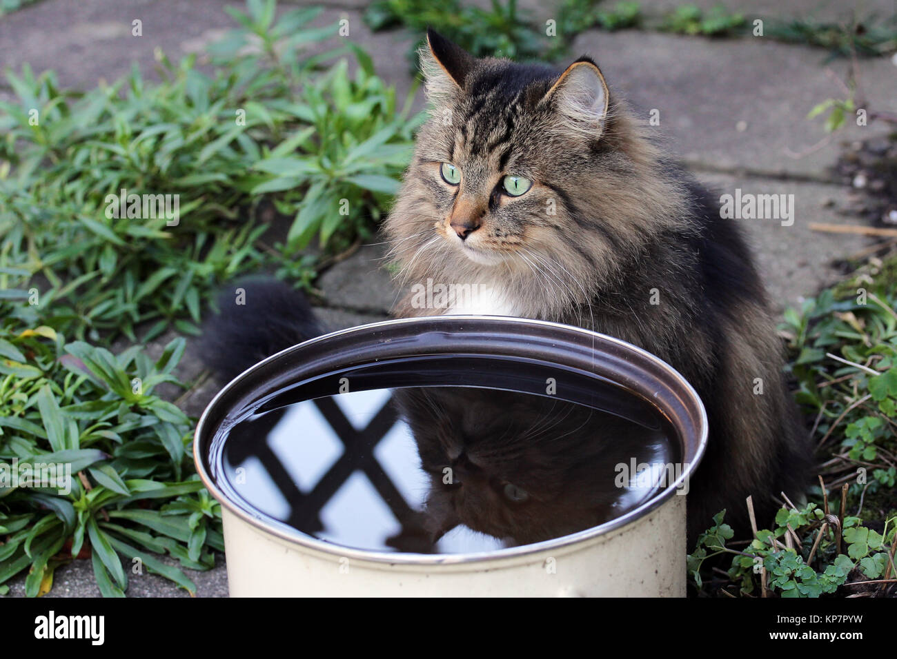Los gatos les gusta beber el agua de lluvia. Un gato se sienta delante de un tazón de agua de lluvia Foto de stock