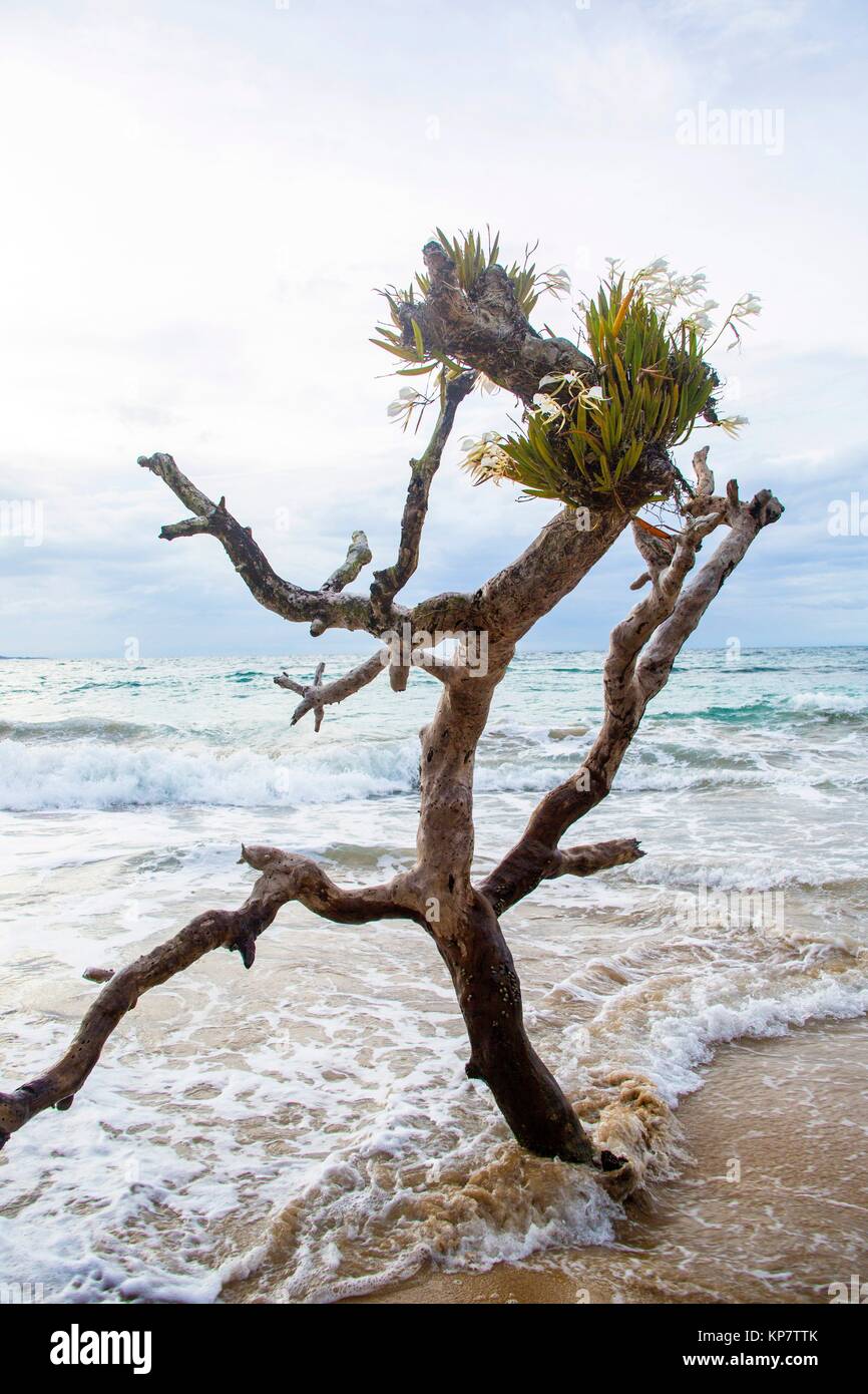 Hermoso árbol creciendo en el agua en playas de arena blanca en Red