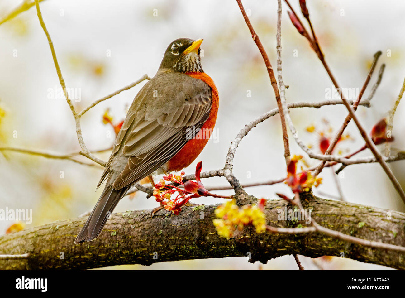 American Robin en el árbol con la cabeza hacia arriba y las pequeñas hojas rojas Foto de stock