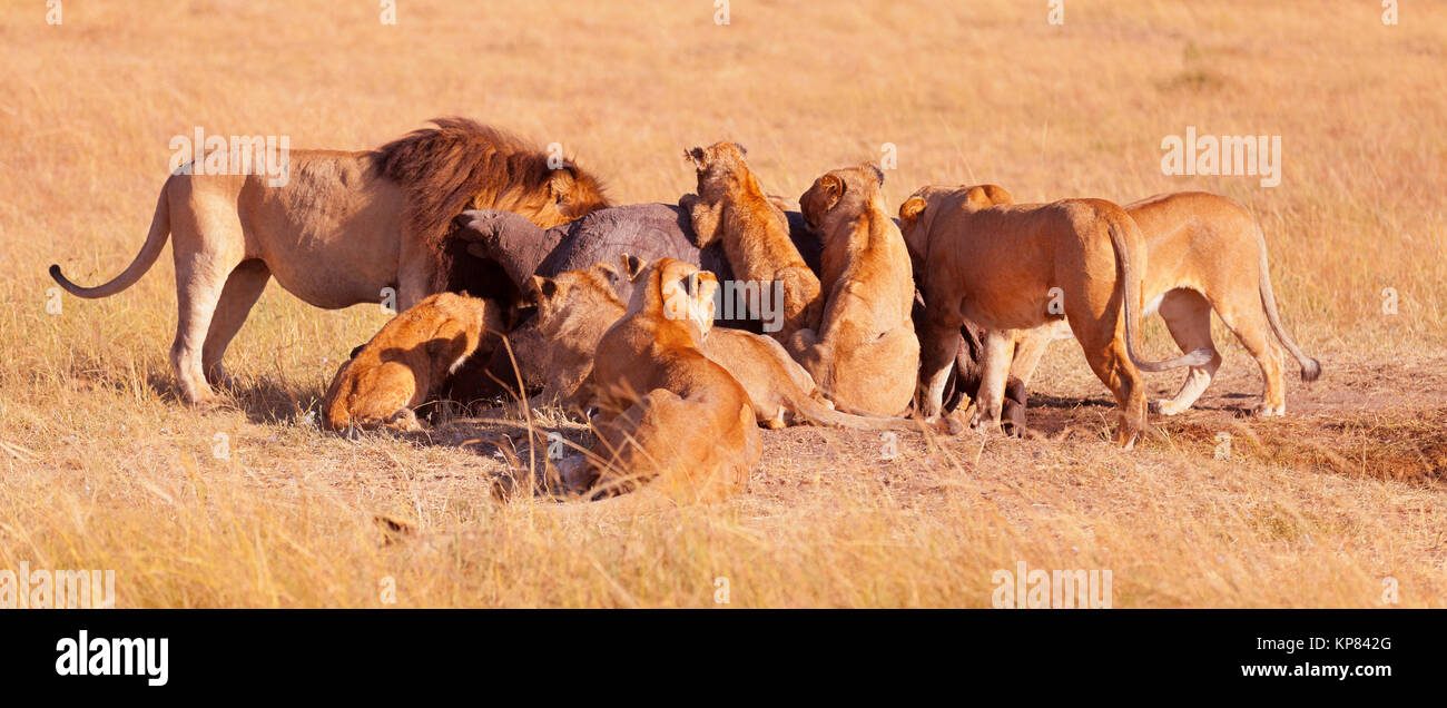 Manada de leones comiendo un orar en Masai Mara,manada de leones comiendo  un orar en Masai Mara,manada de leones comiendo un orar en Masai Mara,manada  de leones comiendo un orar en Masai