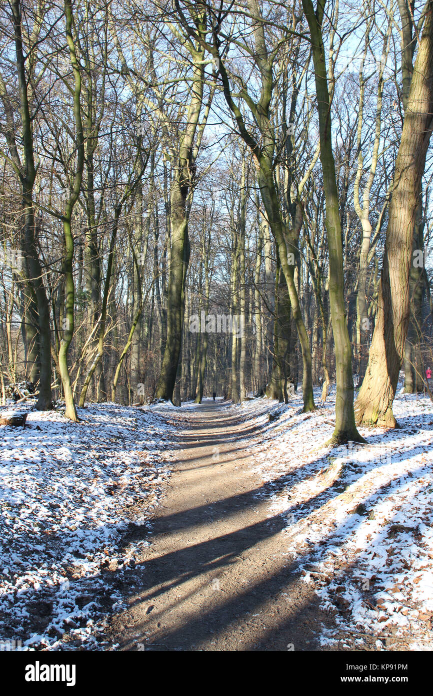 Una pista forestal en invierno Foto de stock