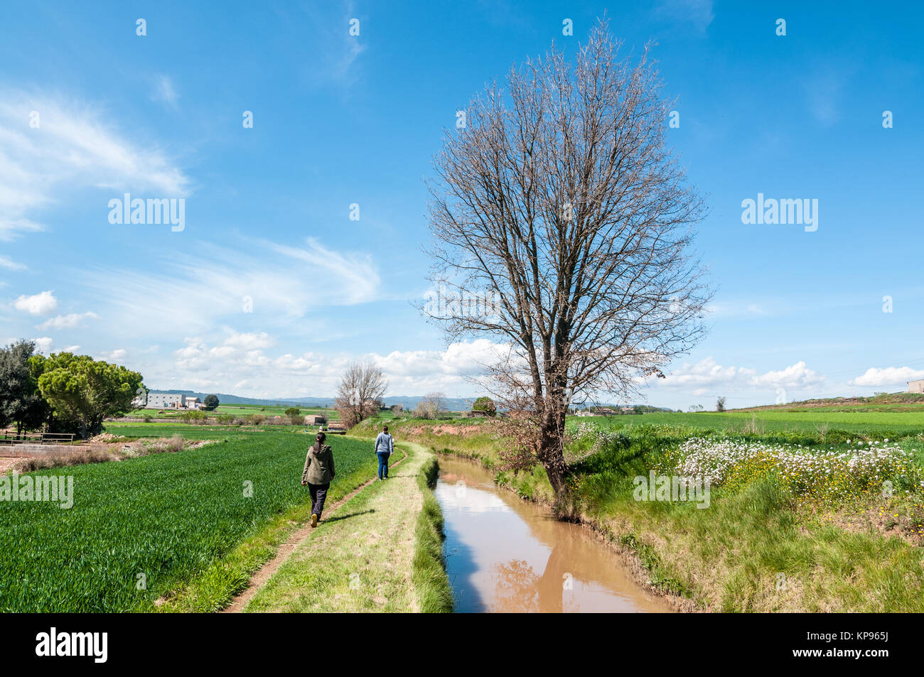 Paisaje con un canal de agua de color marrón, agua y un árbol deshojado y dos mujeres que caminan, Santpedor, Cataluña, España Foto de stock